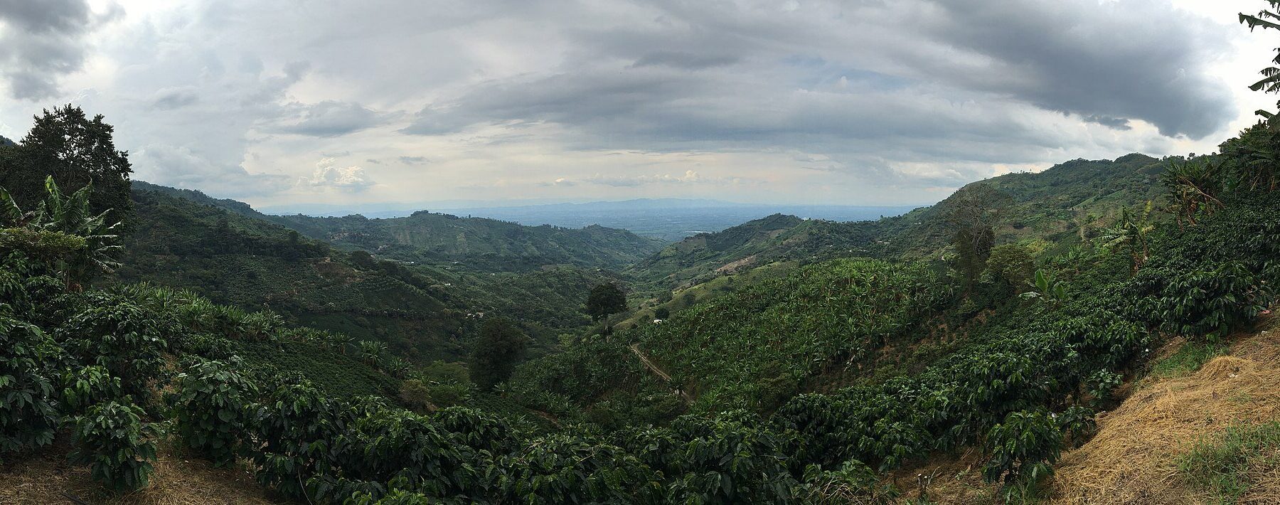 Green coffee-region hillsides in Colombia's Andes, the mountainous terrain behind the Colombia road closures from the 10 August 2026 earthquake.