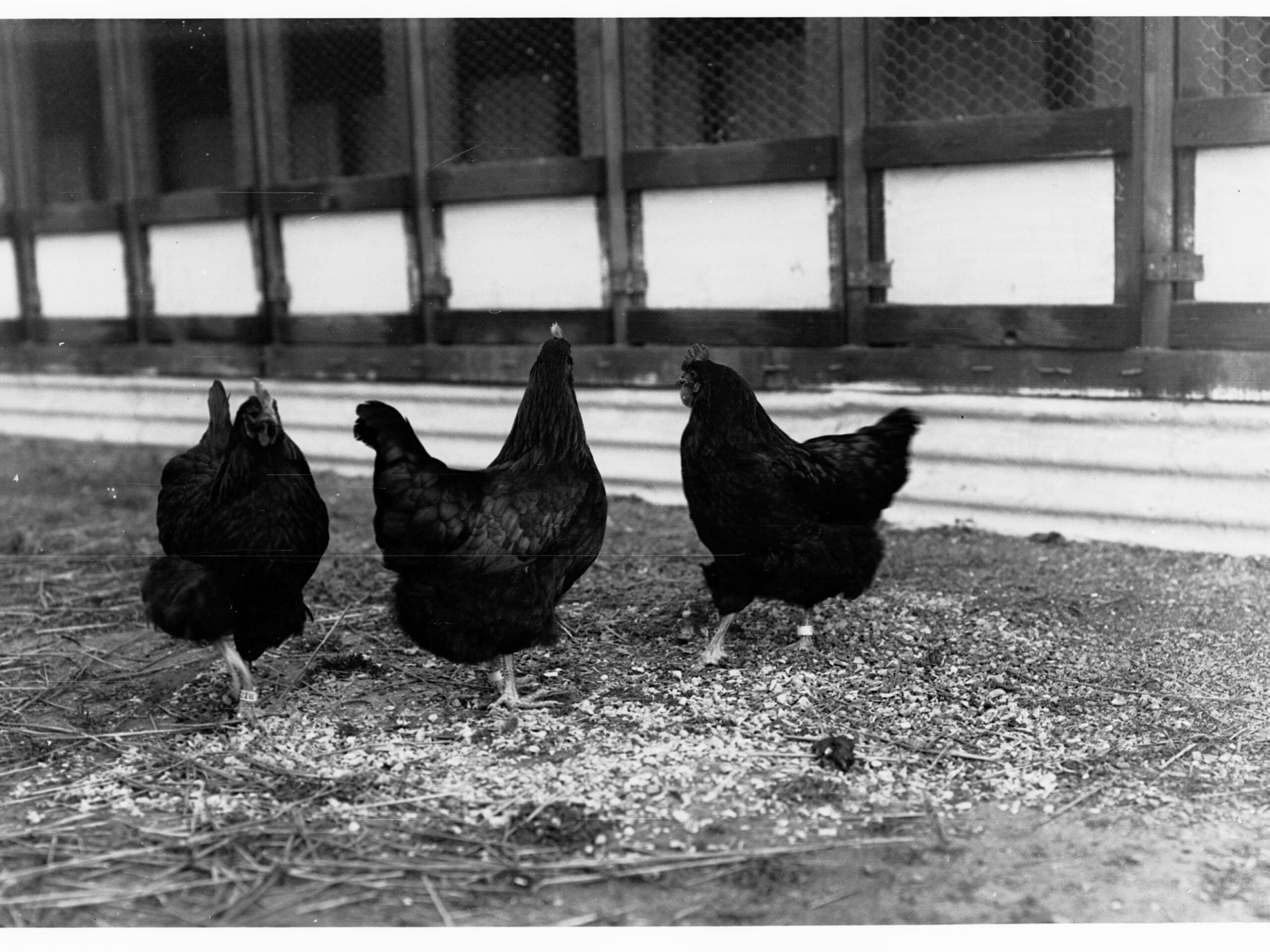 EU market access — chickens on a poultry farm
