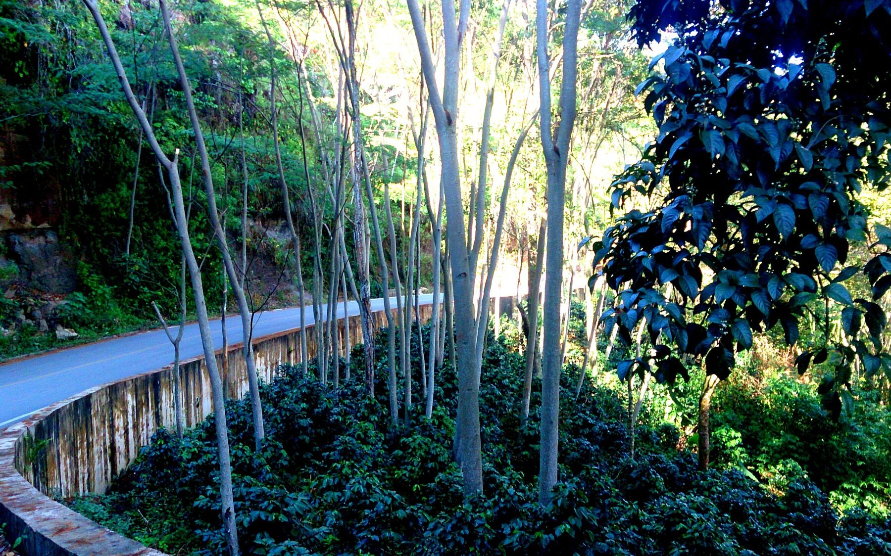 El Niño - a coffee plantation in Colombia