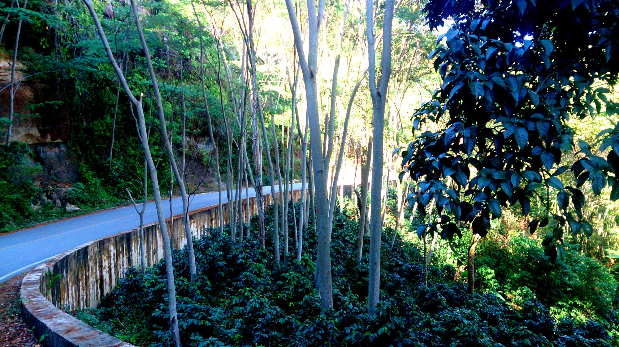 El Niño - a coffee plantation in Colombia