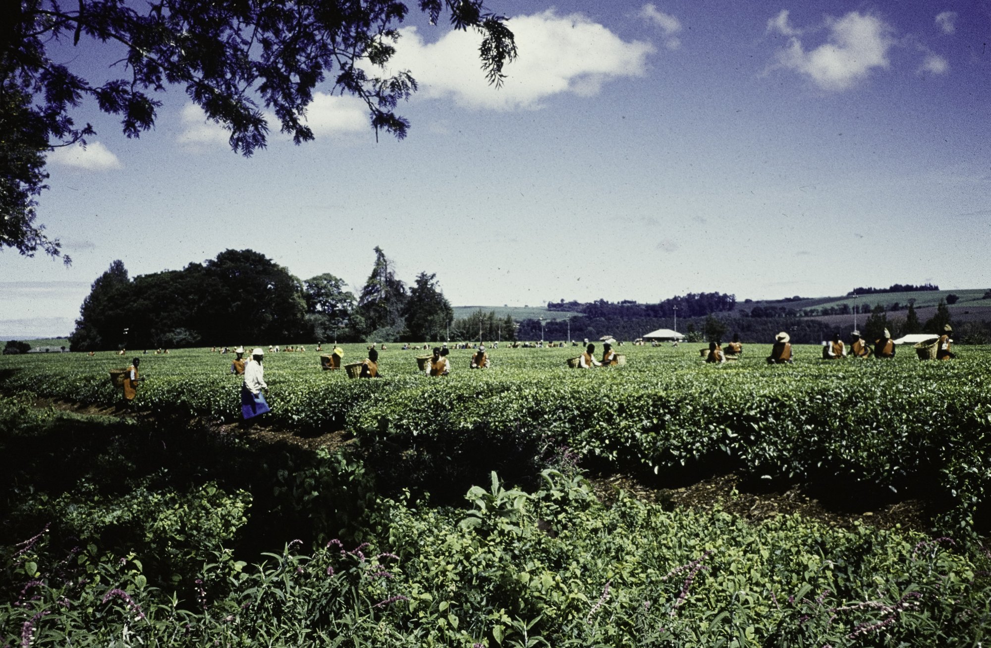 El Nino - a farm worker in a field