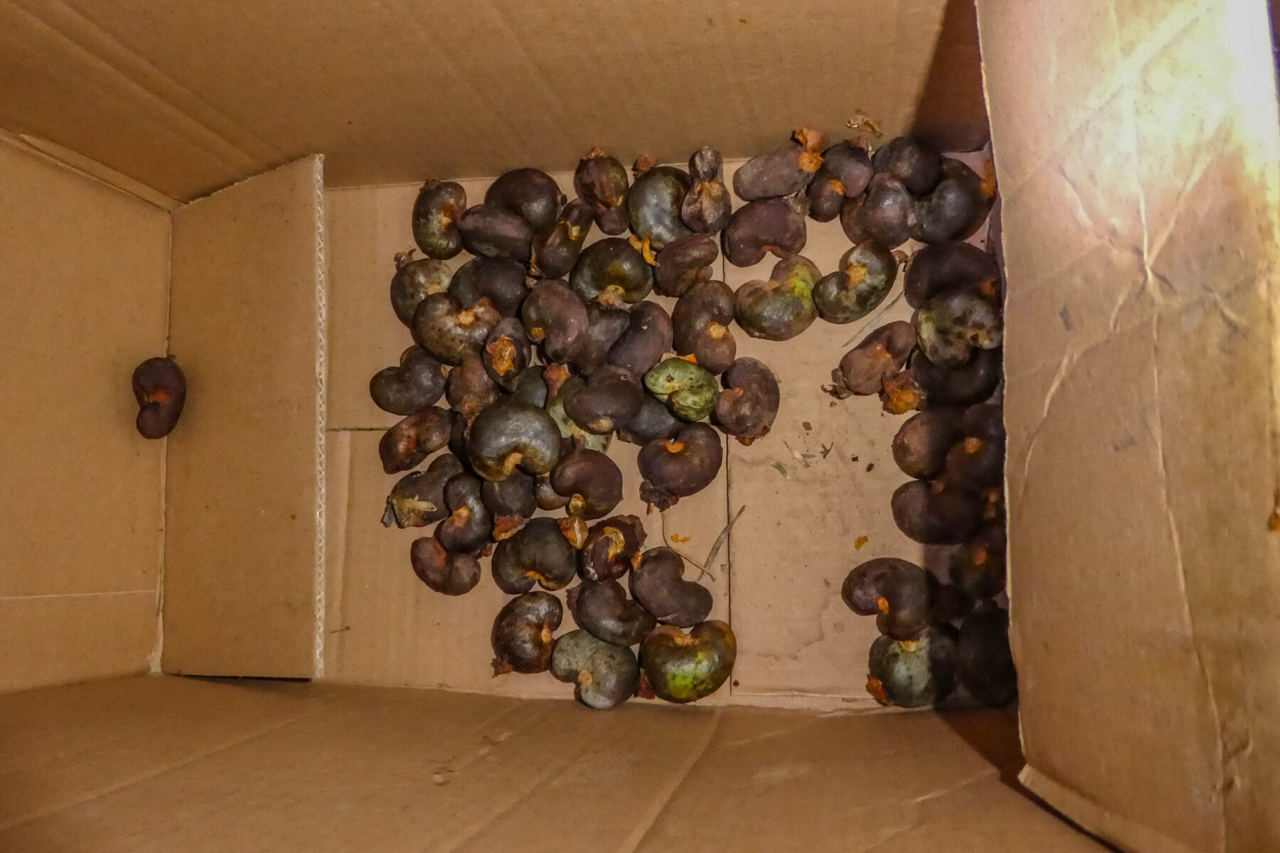 Dried cashew nuts ready for roasting