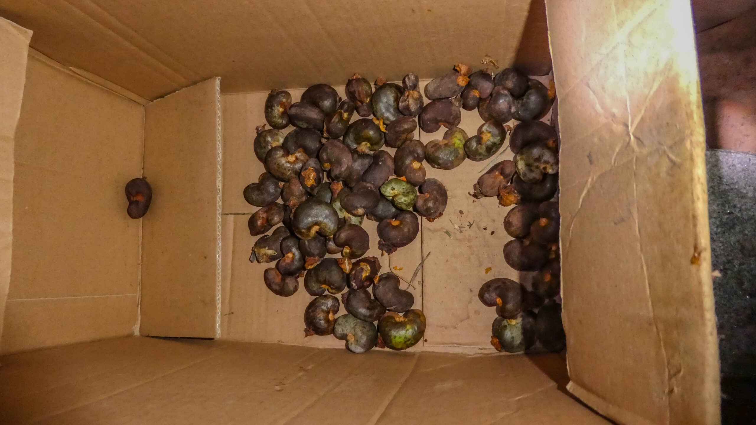 Ghana cashew processing - raw cashew nuts packed for shipment