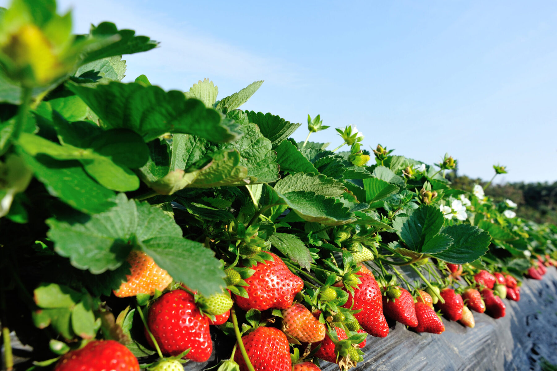strawberries