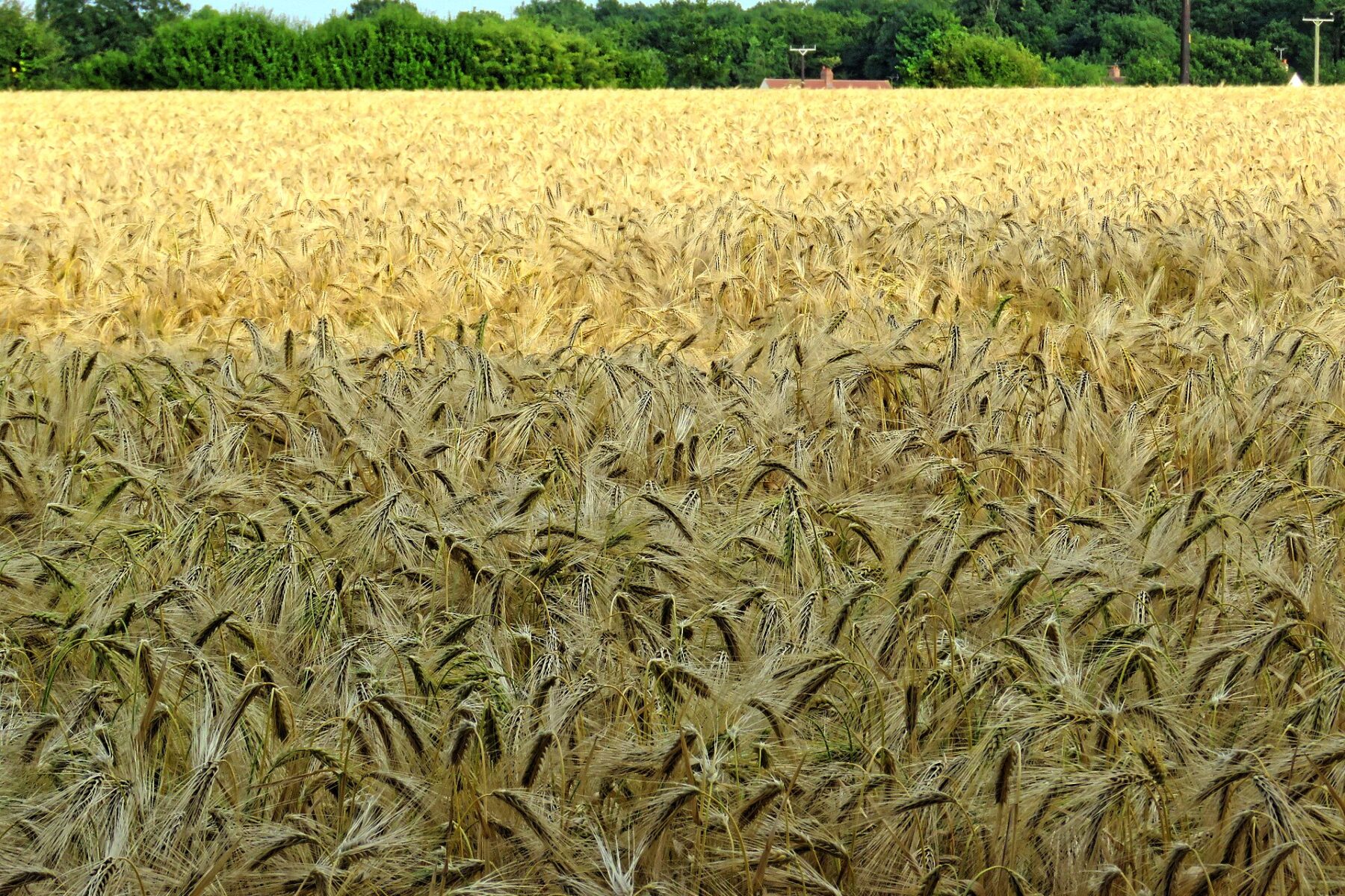 Ripe wheat field ready for harvest