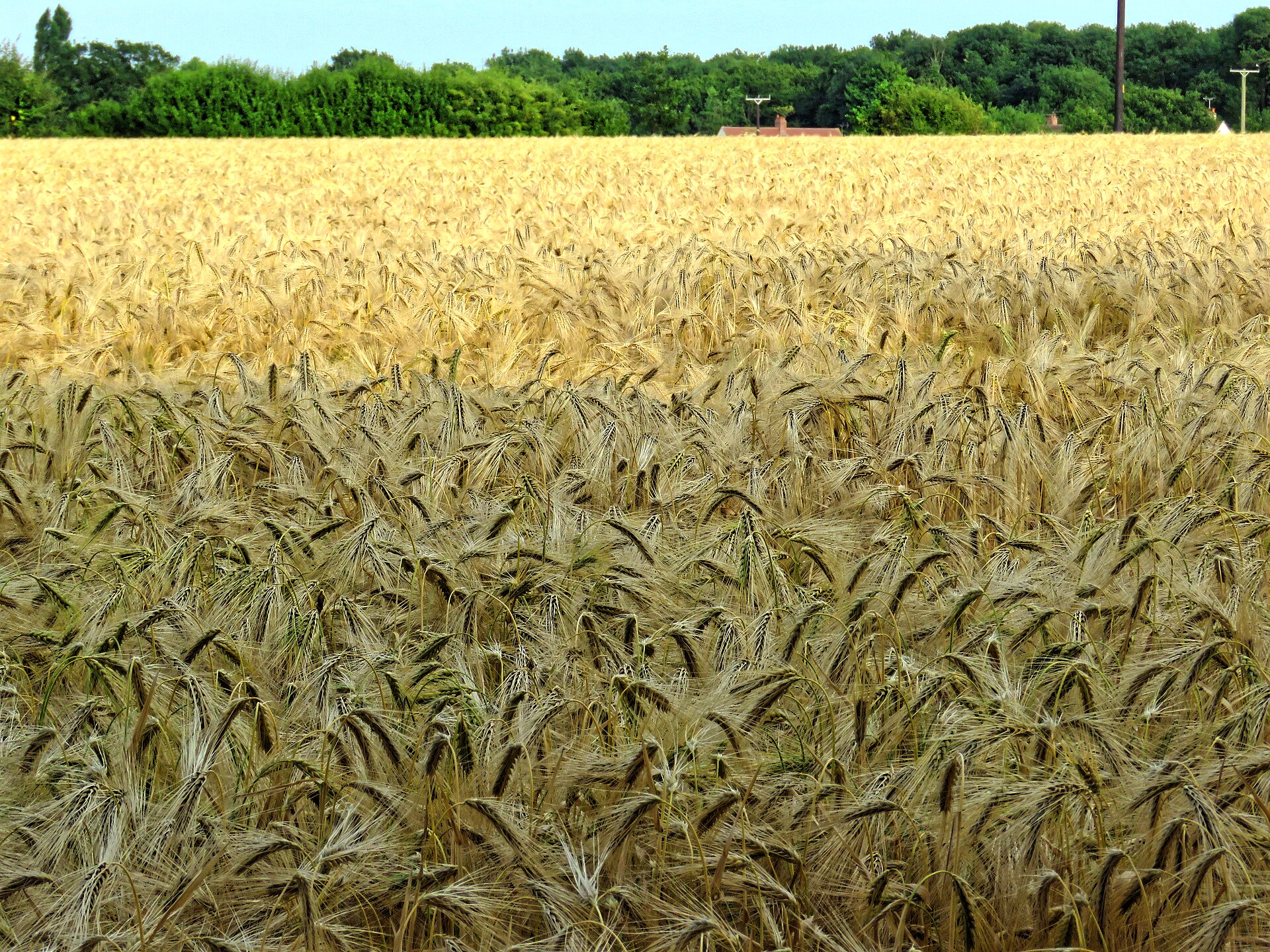 Ripe wheat field ready for harvest