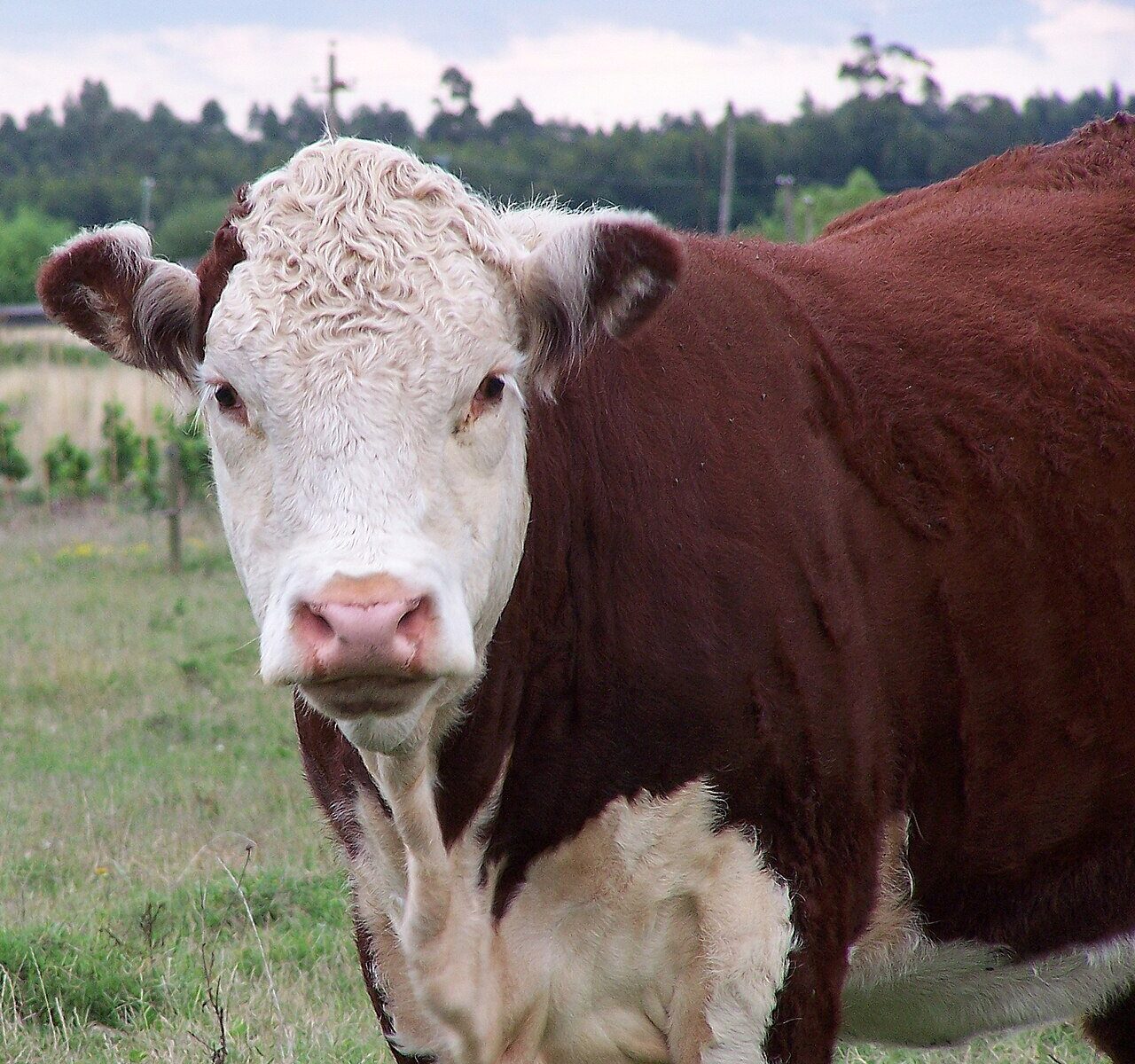 Hereford beef cattle, the source of Uruguay beef exports.