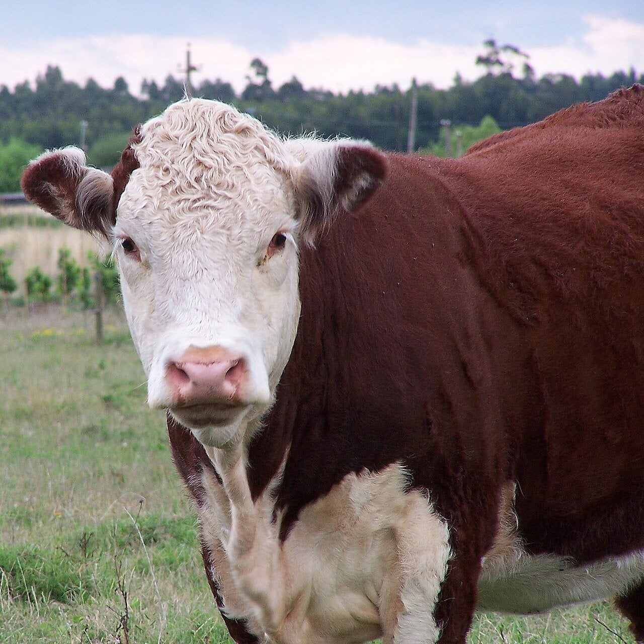 Uruguay Beef Exports Hit by New China Suspension