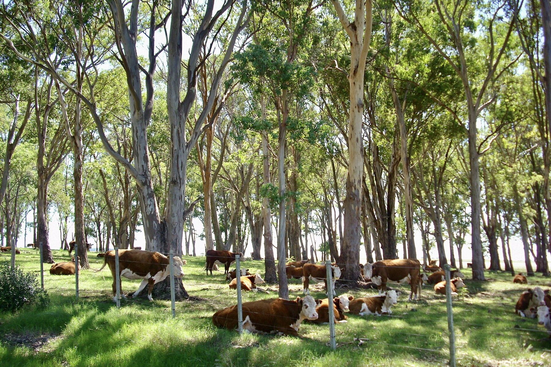 uruguay-beef-cattle-paso-de-los-toros