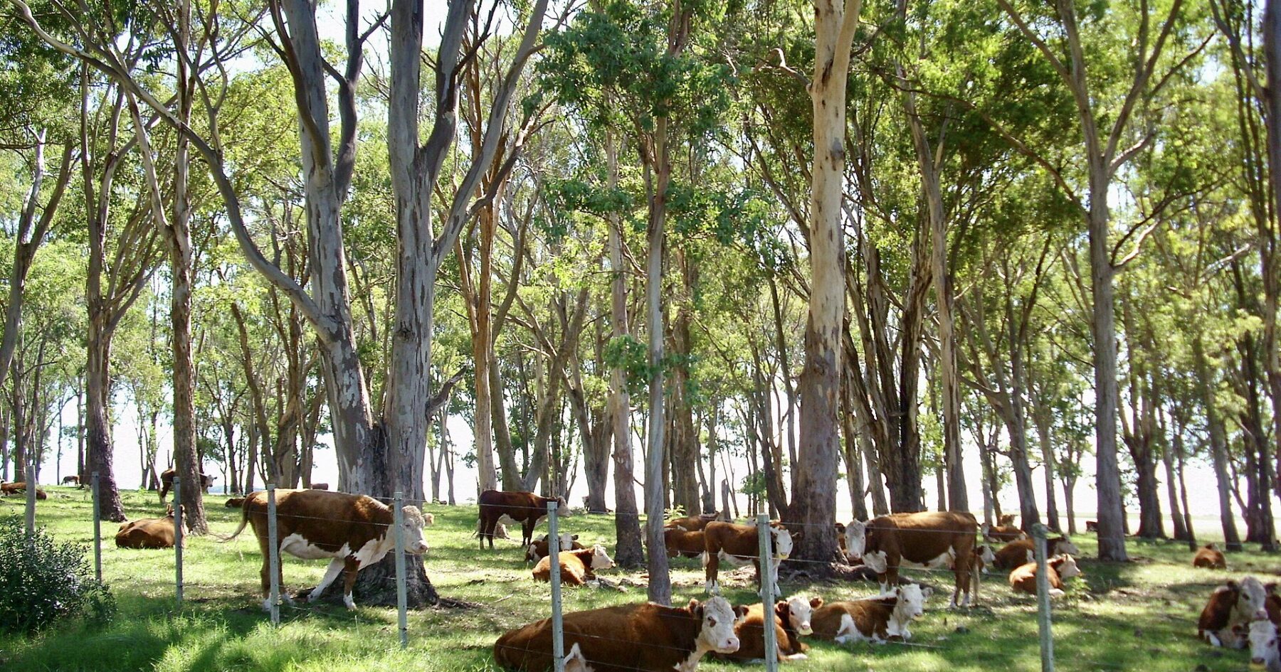 uruguay-beef-cattle-paso-de-los-toros