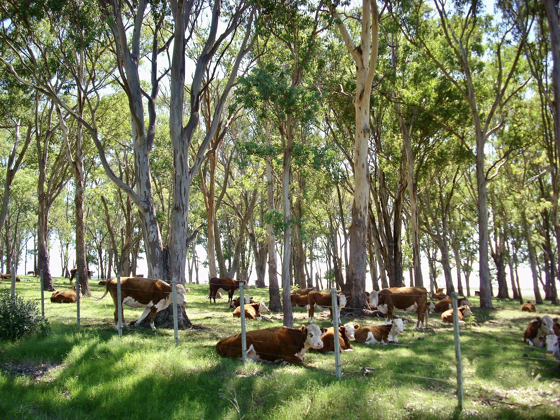 Uruguay beef — Hereford cattle grazing under eucalyptus trees near Paso de los Toros
