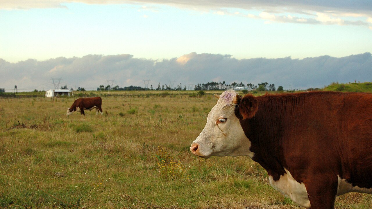 Hereford cattle on pasture behind Uruguay beef exports.