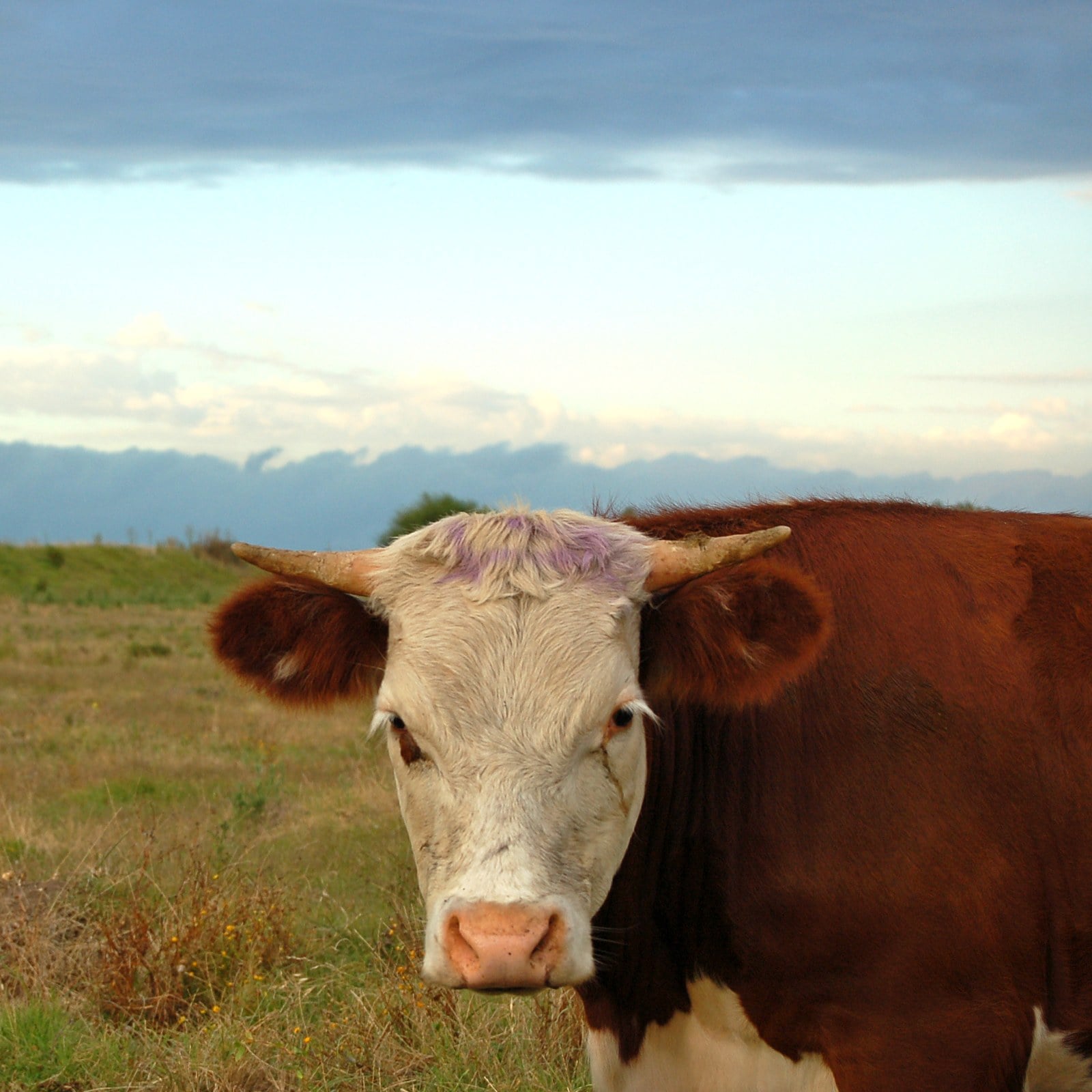 Hereford cattle grazing on a farm in Uruguay