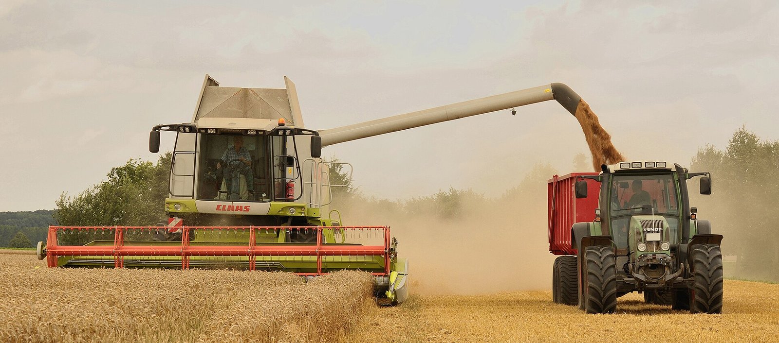 A combine harvester unloading wheat during harvest