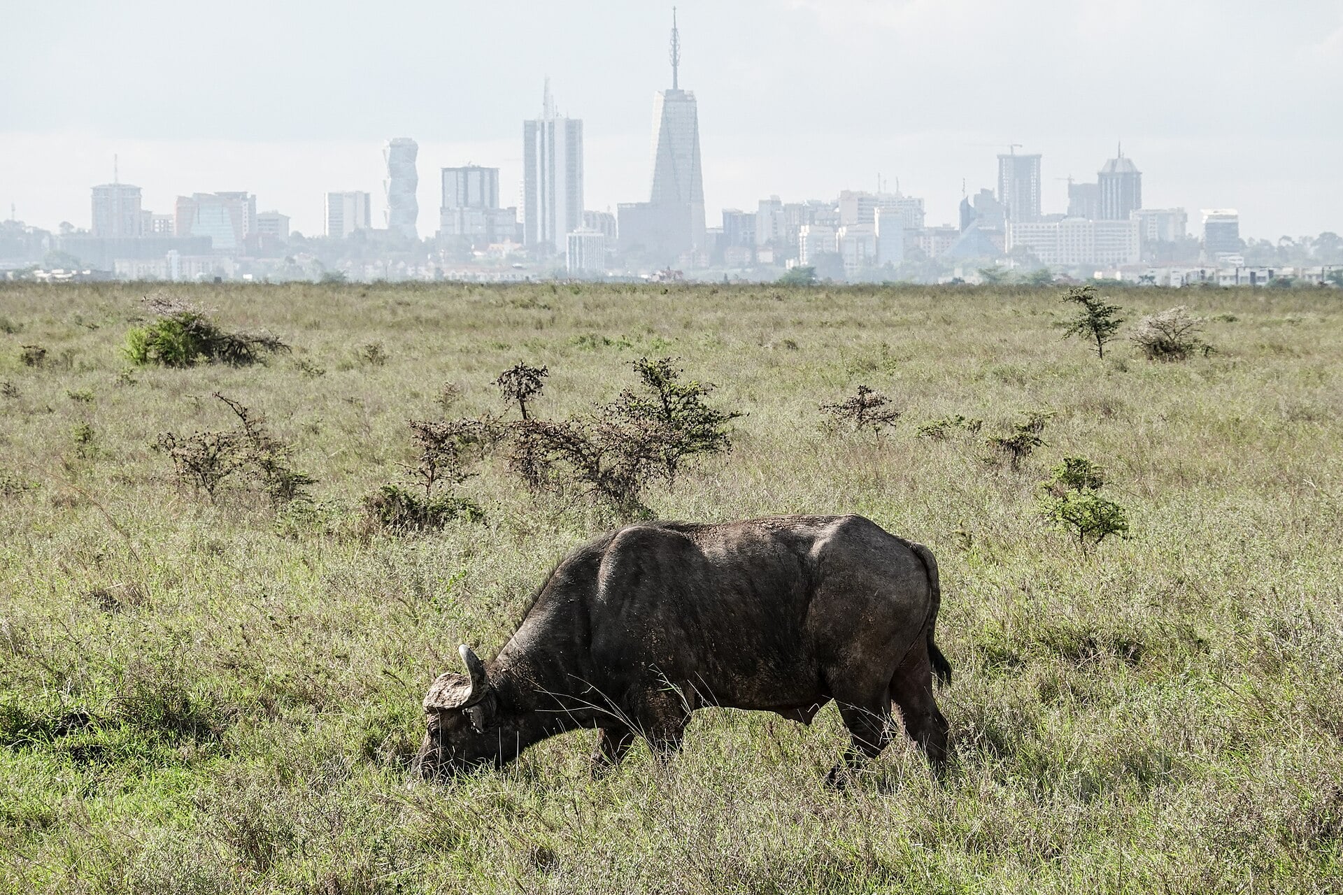 Nairobi skyline seen across the grassland of Nairobi National Park, with a buffalo grazing in the foreground