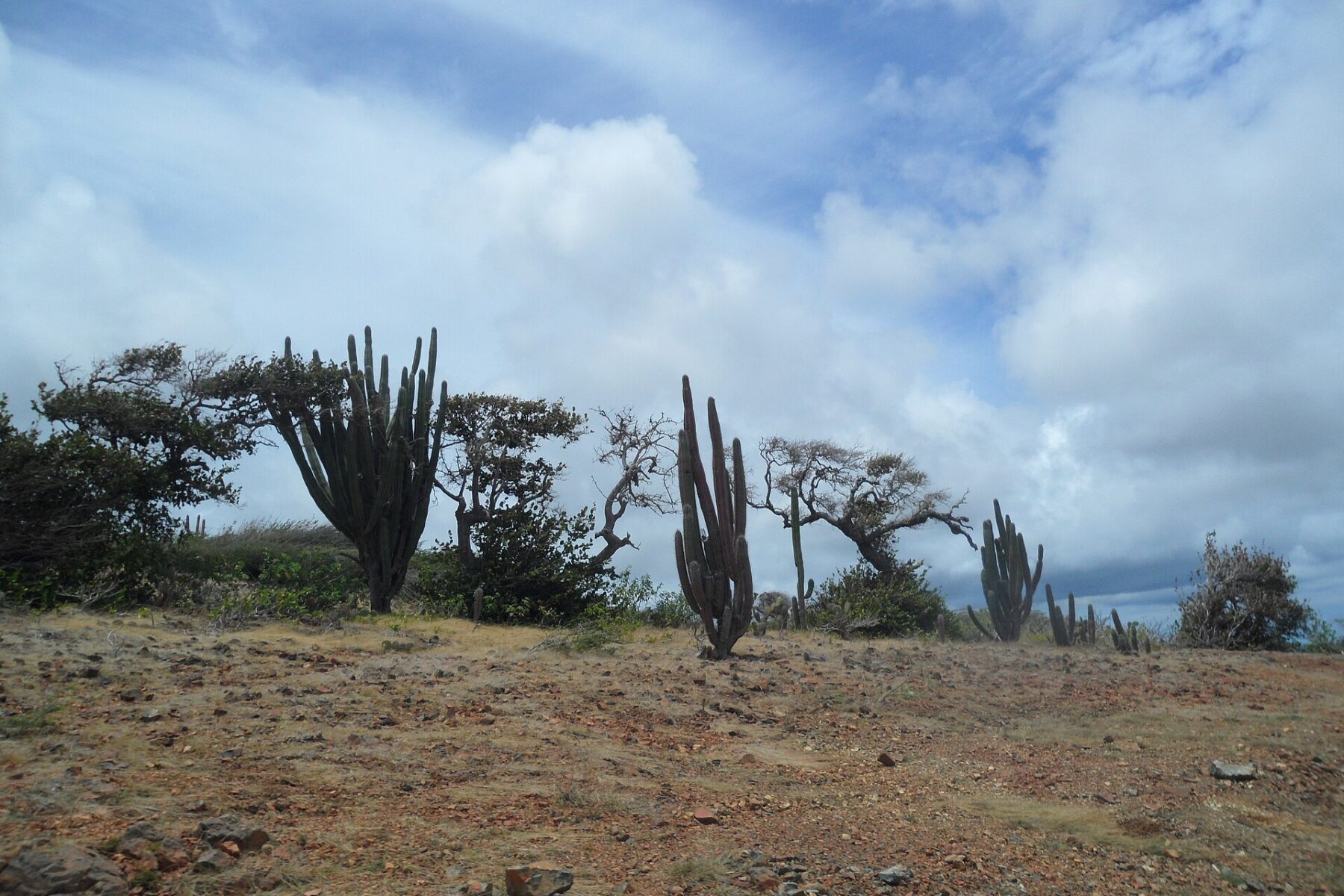 Caribbean: Arikok National Park - Aruba's green soul