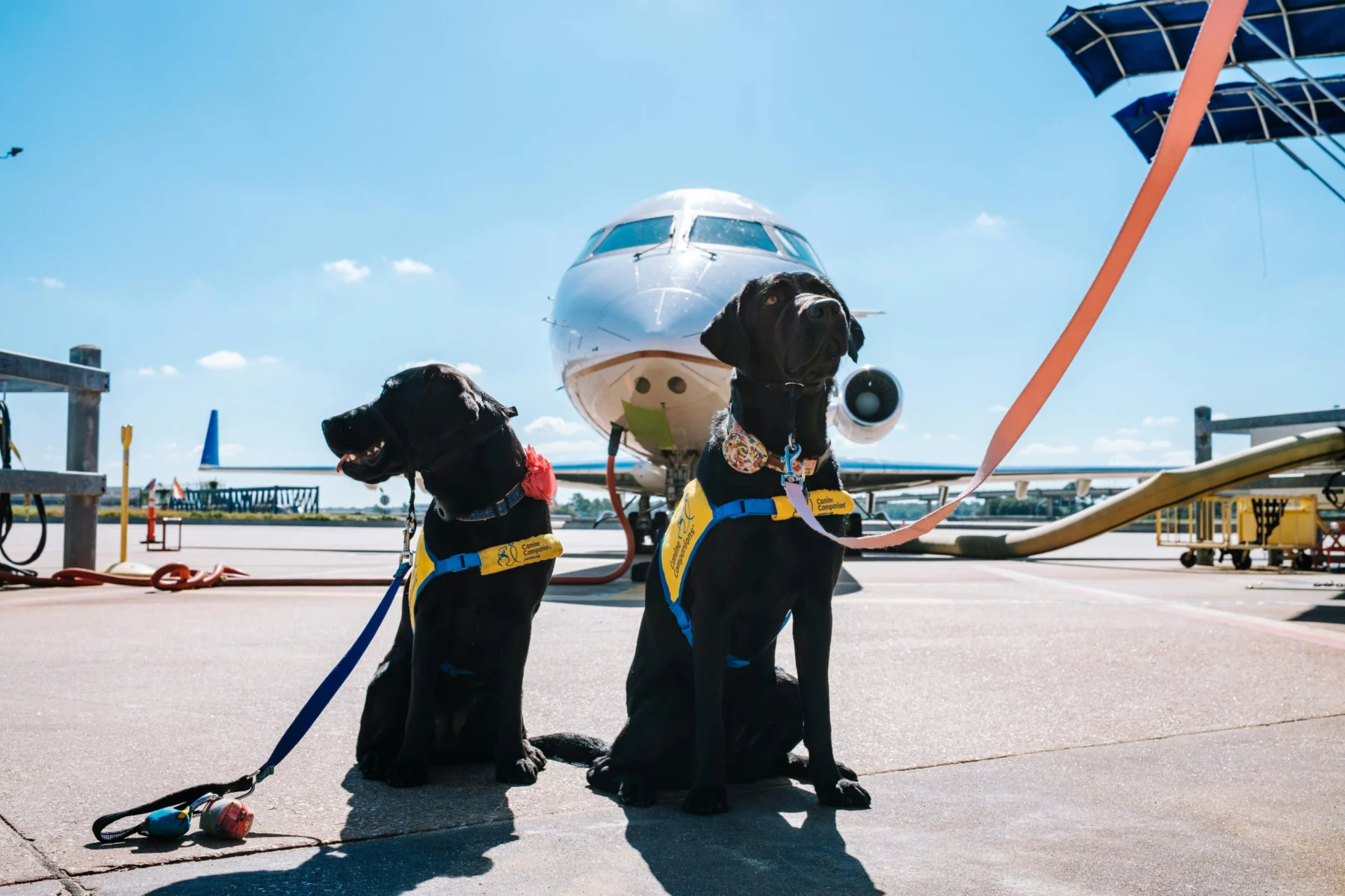 Can-You-Bring-Your-Pets-If-You-Move-to-Costa-Rica