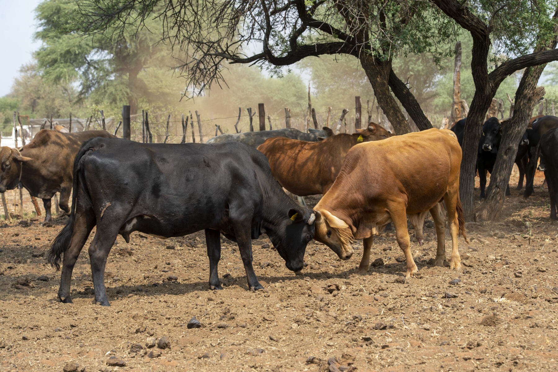 Cattle inside a livestock kraal