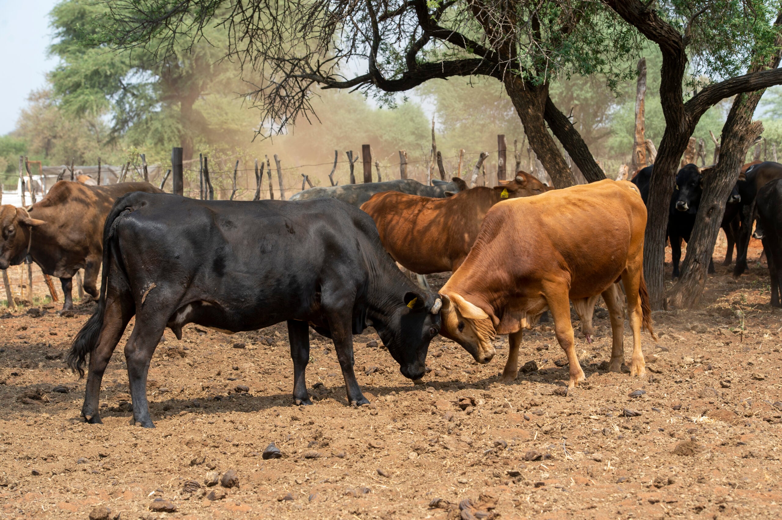 Foot-and-Mouth Disease Shuts Botswana Out of the EU Beef Market