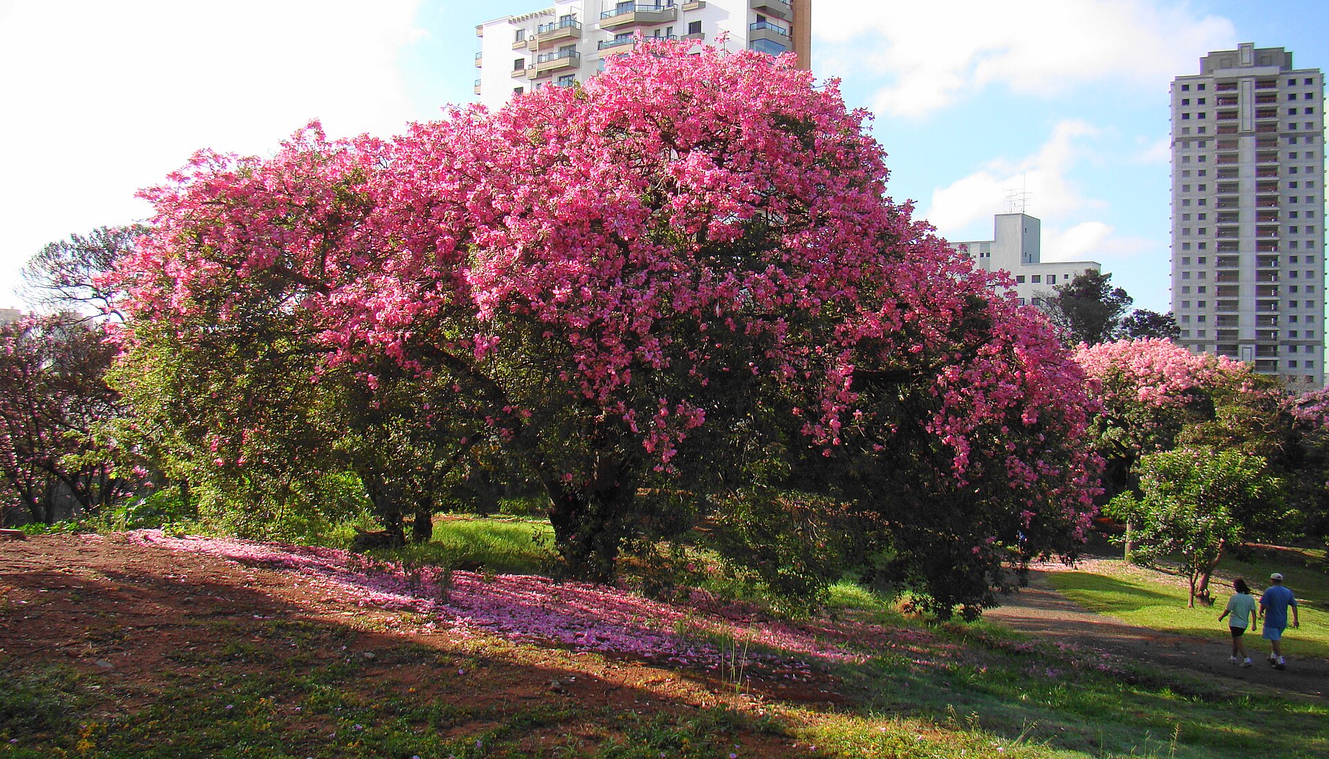 El Salvador Property Prices Hit US6/m², Doubling in a Decade