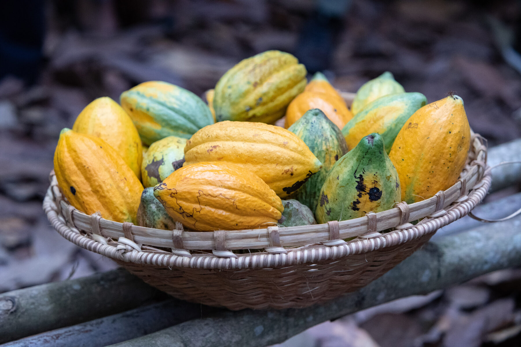 Cocoa pods on a farm in Soubre, Ivory Coast (Milequem Diarassouba, CC BY-SA 4.0, via Wikimedia Commons)