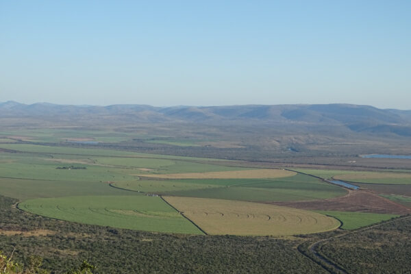 Sugar cane plantation at Mkuze, KwaZulu-Natal, South Africa (Ad Meskens, CC BY-SA 4.0, via Wikimedia Commons)
