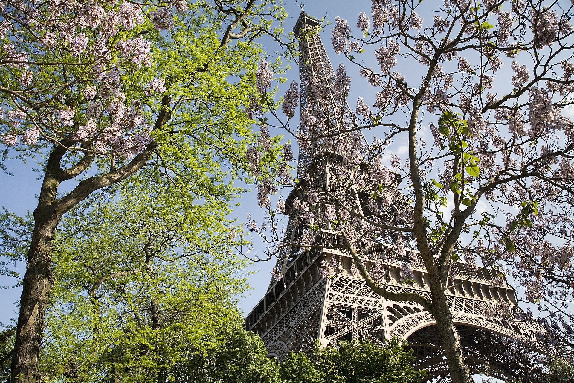 The Eiffel Tower in Paris seen through spring blossom