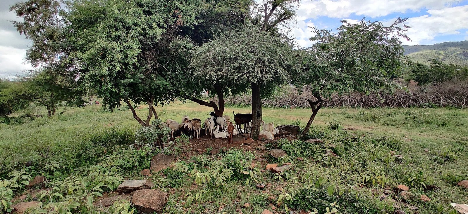Goats and sheep under a tree in Maasai country, Kenya