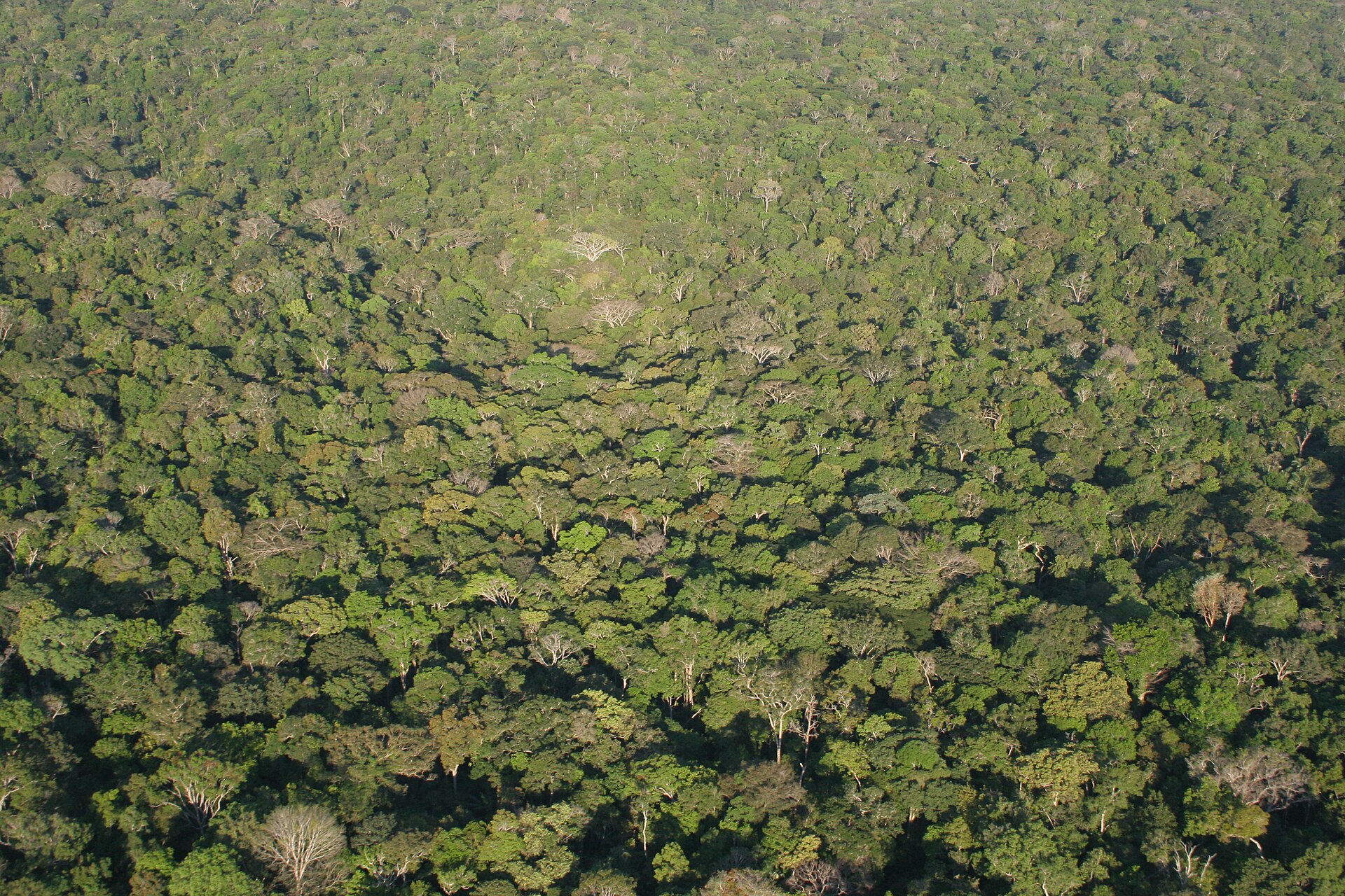 Aerial view of dense rainforest near Manaus in the Brazilian Amazon