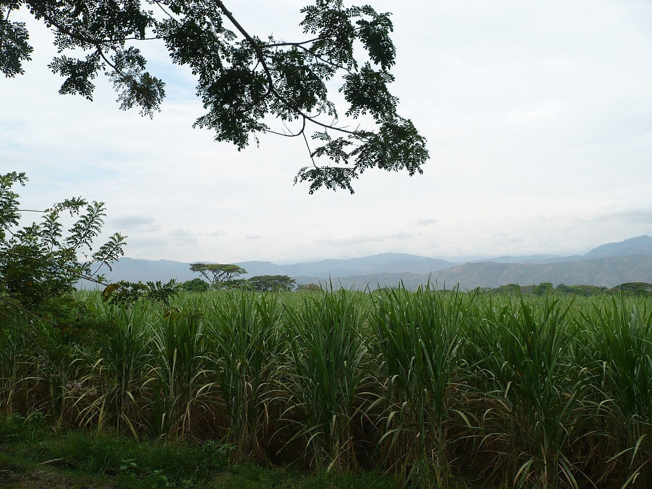 ANDI exits: sugar cane fields near Buga in Colombia’s Valle del Cauca, with the Andes behind