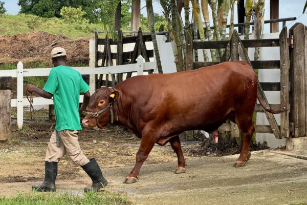A Bonsmara bull led by a handler