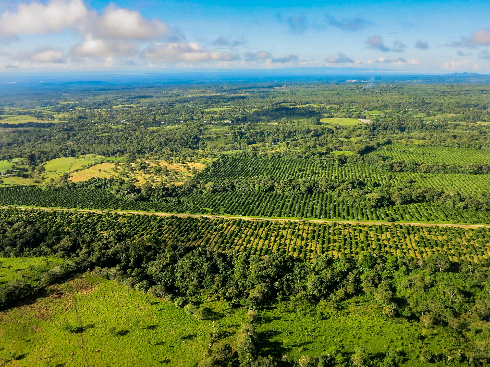 Aerial view of green farmland in the Chiriqui highlands of Panama, with rows of plantations, pasture and forest.