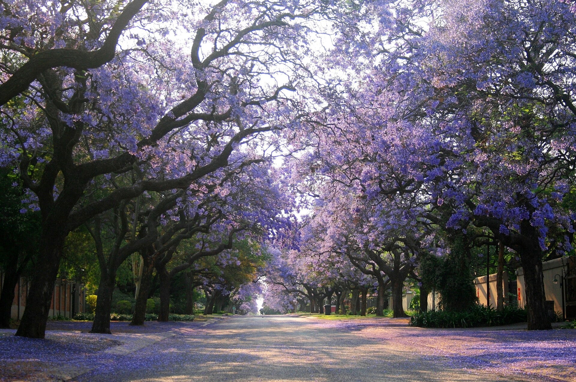 Jacaranda trees in flower along Olivier Street in Pretoria, South Africa, the city that hosts two nights of the Ultimate R&B Experience Tour on 30 and 31 October 2026