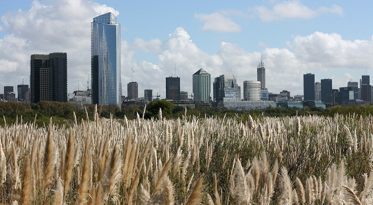 The Buenos Aires skyline seen across the grasses of the city's ecological reserve, with office towers on the horizon