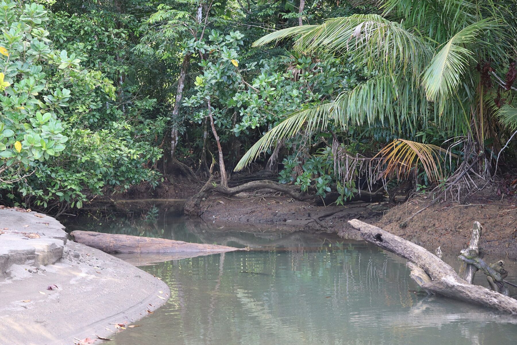 Rainforest and a tidal creek at Nuquí in Chocó, on Colombia's Pacific coast