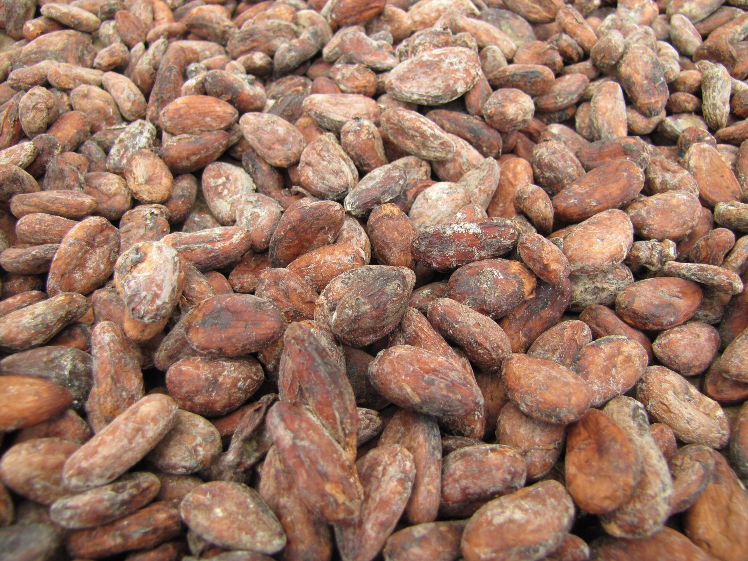 Cocoa beans drying in São Tomé