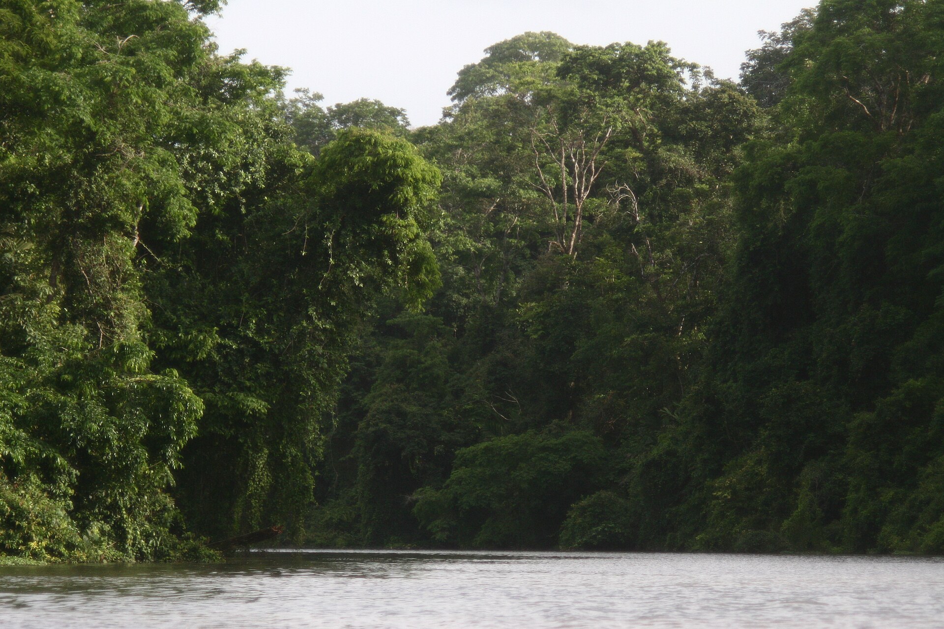 Costa Rica ecotourism — lowland rainforest along a river in Tortuguero National Park