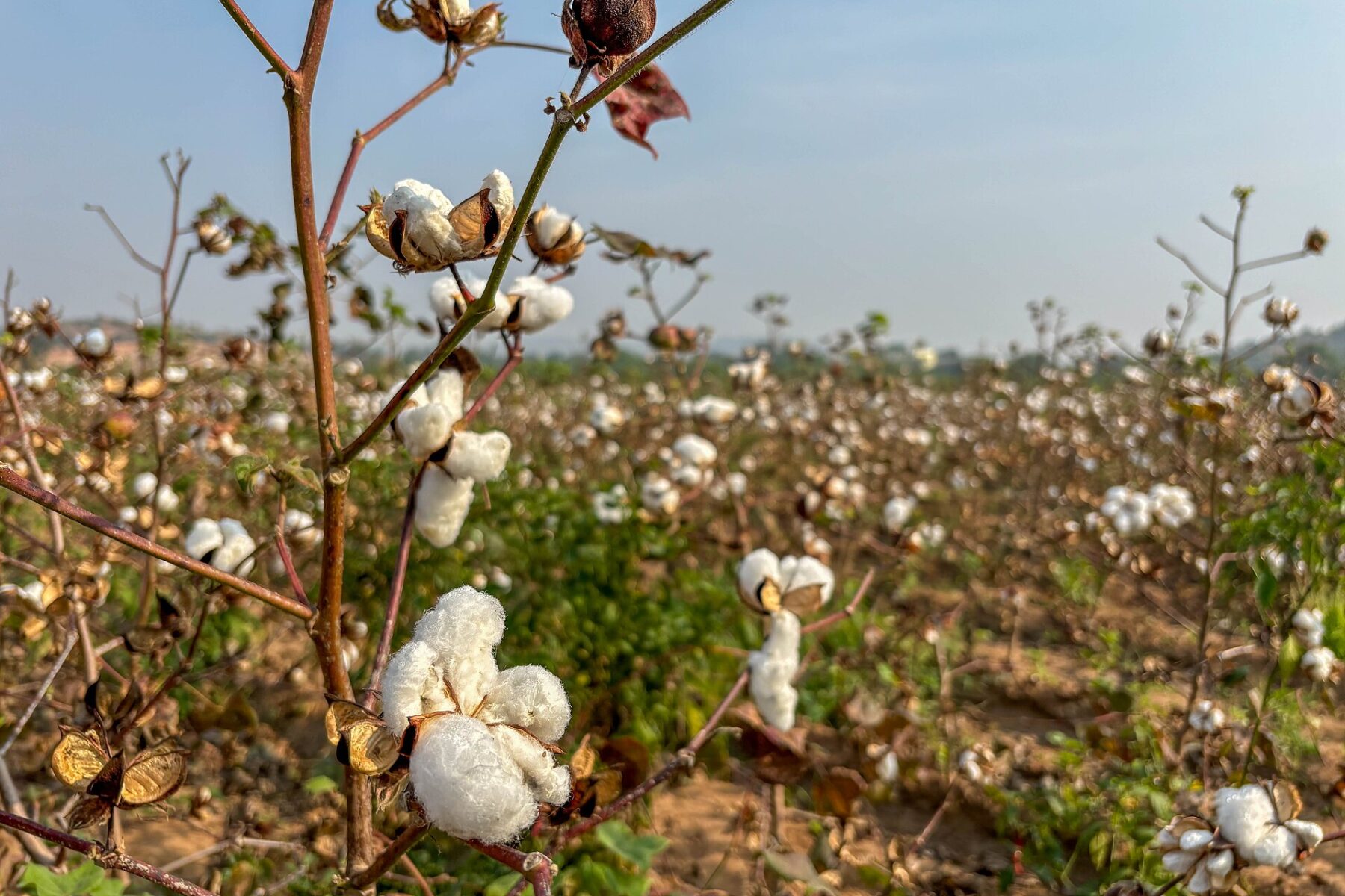 A close view of a cotton field