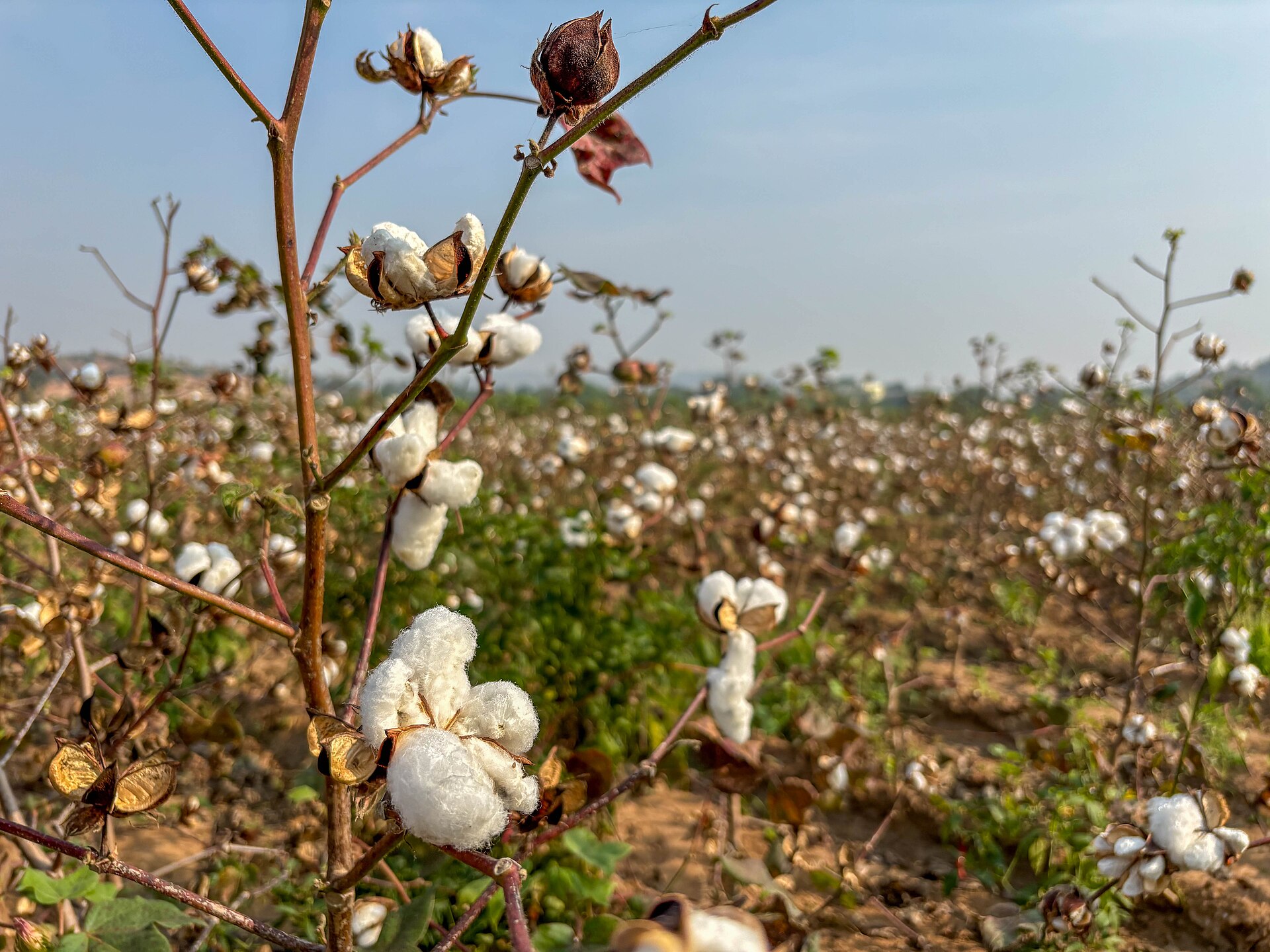 A close view of a cotton field