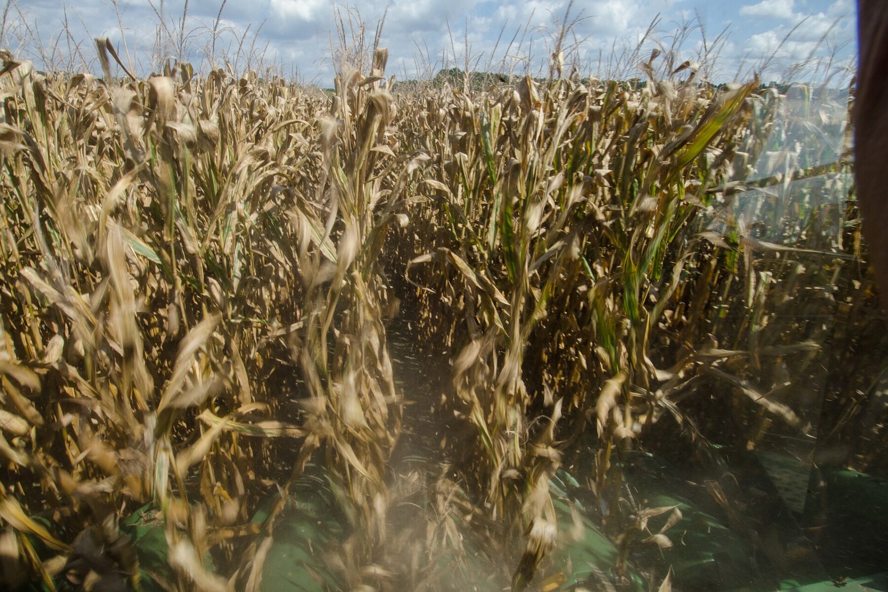 A soybean field of the kind that will be planted across Brazil in the coming weeks