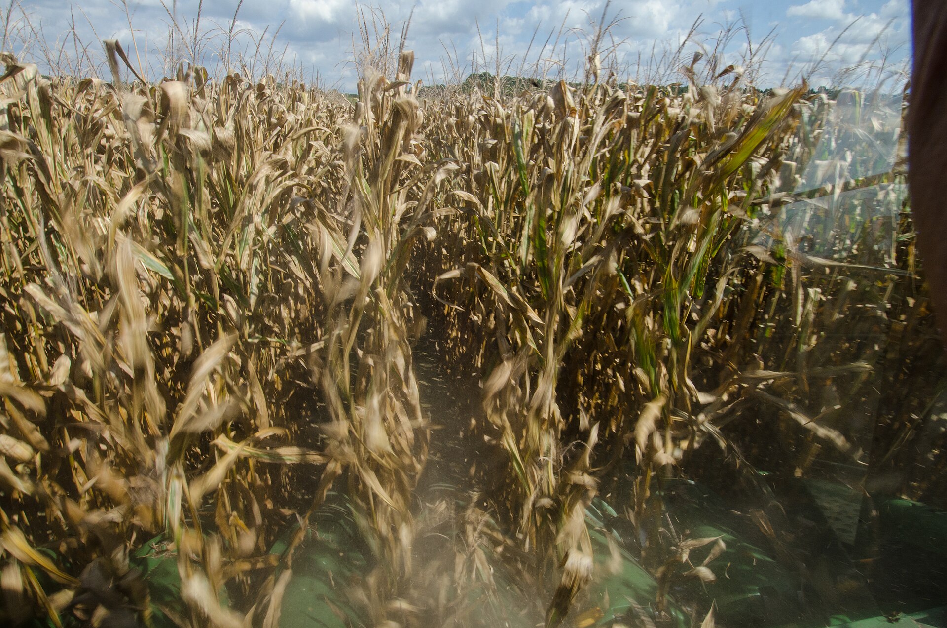 A soybean field of the kind that will be planted across Brazil in the coming weeks
