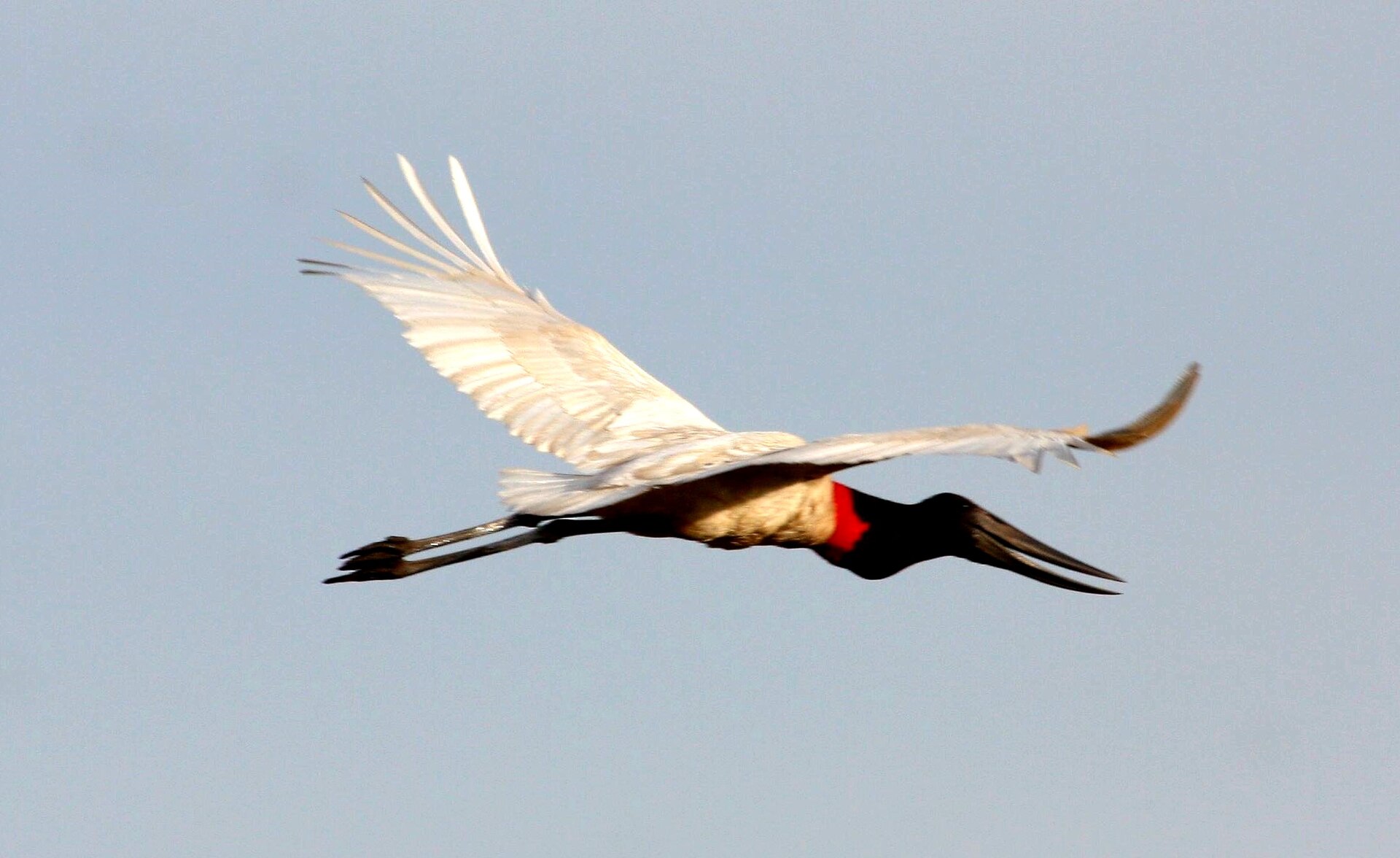 A jabiru stork in flight