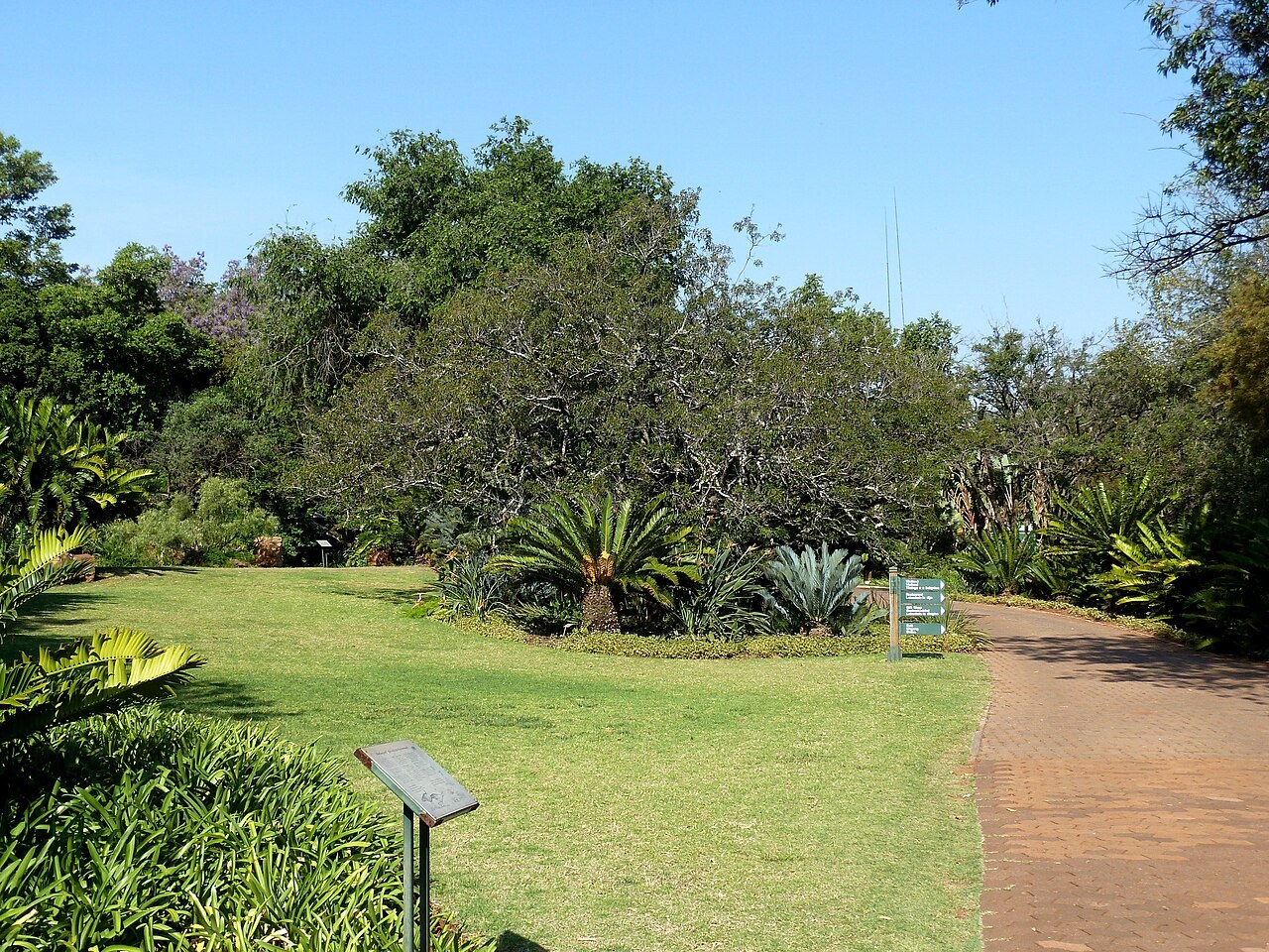 The cycad garden at the Pretoria National Botanical Garden
