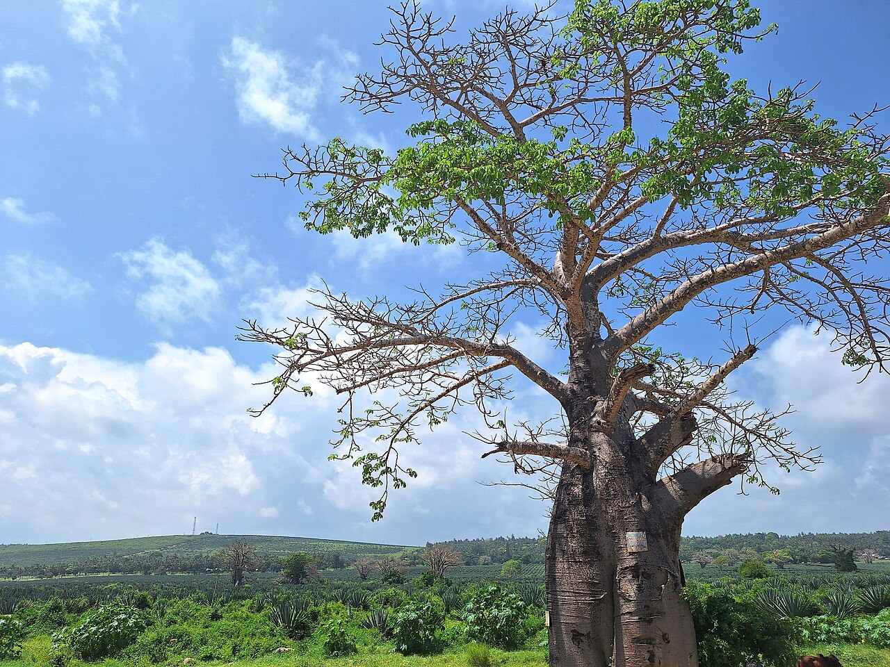 A baobab tree in Kilifi County on the Kenyan coast