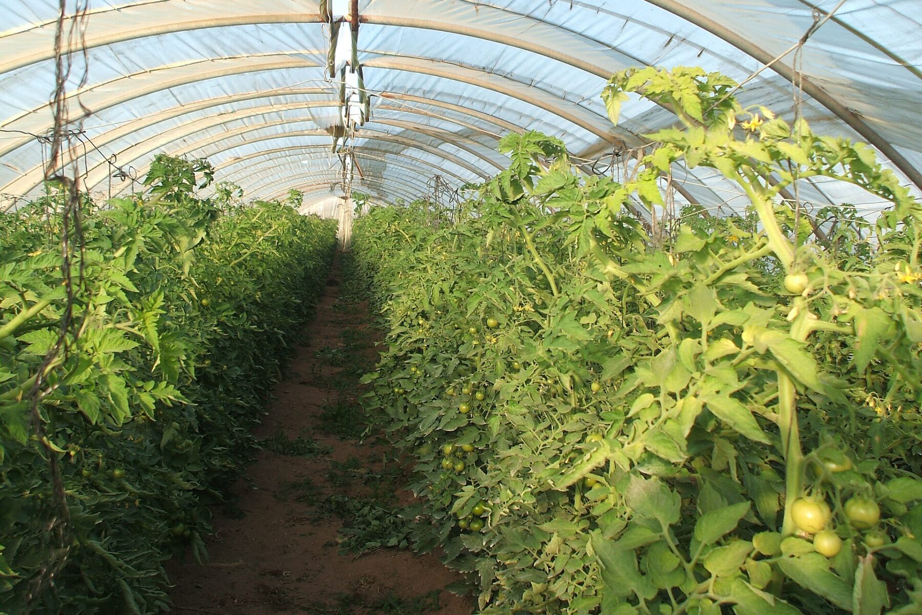 Greenhouse tomato production of the kind covered by EU origin labelling rules for Western Sahara.