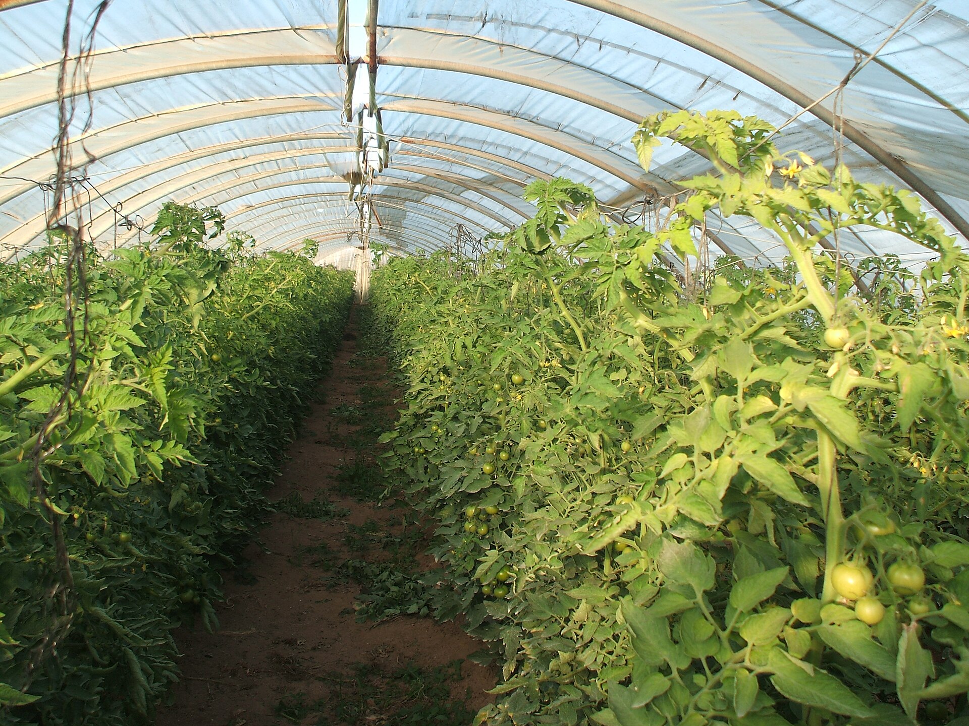 Greenhouse horticulture