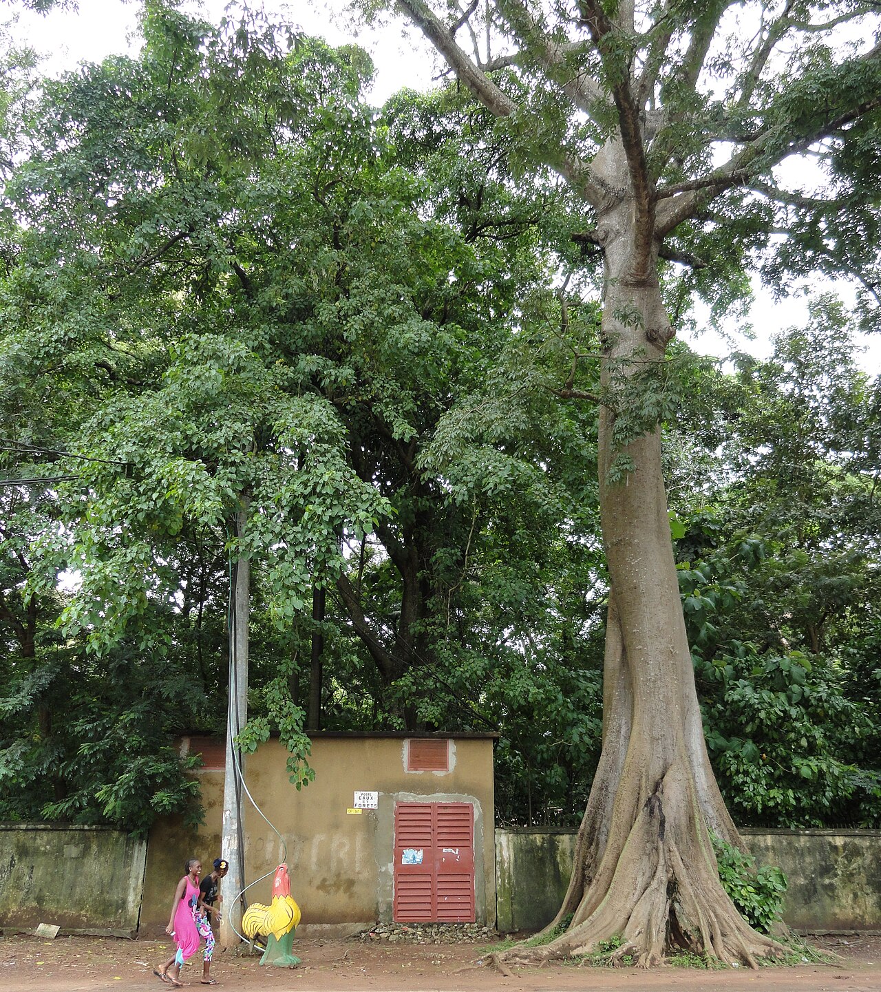 Guinea explained — a tree-lined street in Conakry