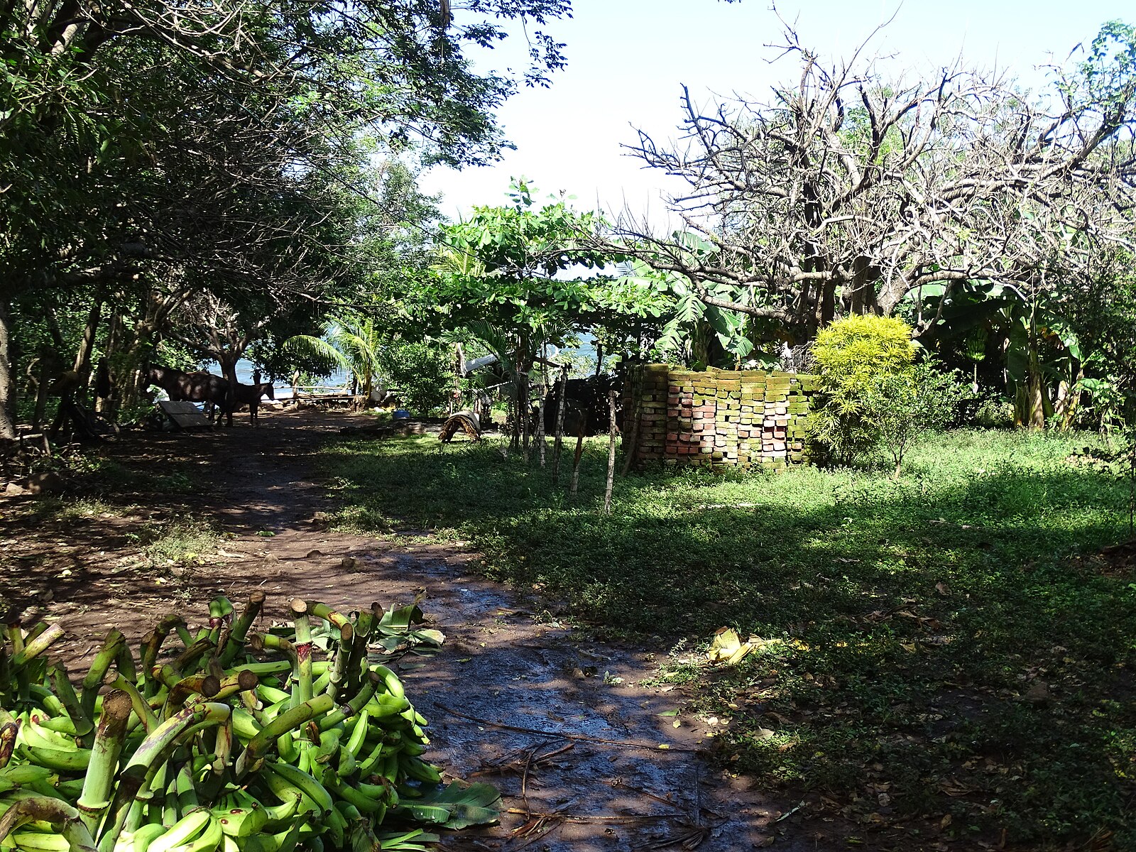 Ometepe island Nicaragua scenery