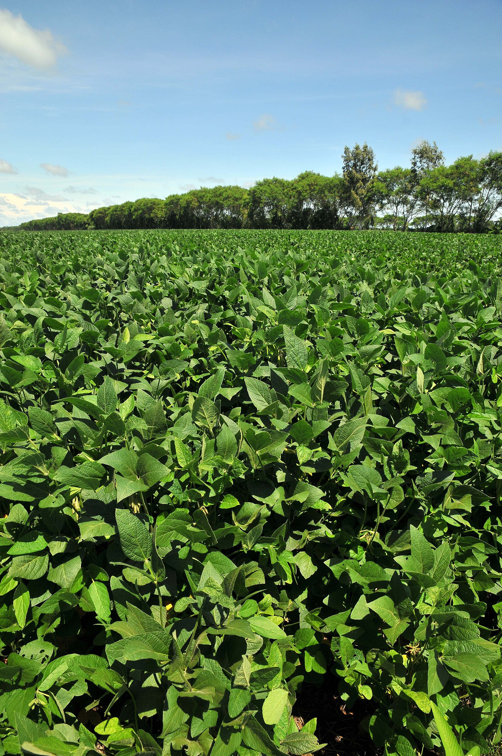 Soybean field Bolivia agribusiness Santa Cruz