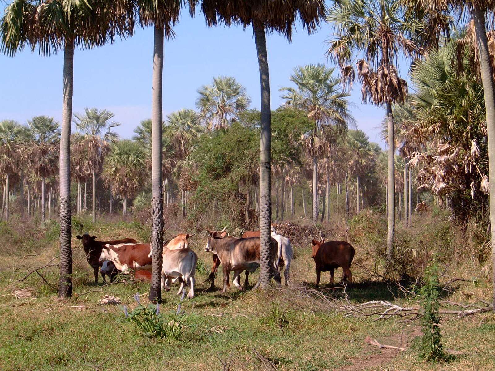 Cattle ranch Chaco Paraguay agribusiness